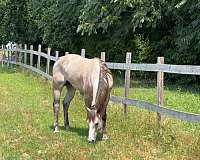 quarter-horse-for-sale