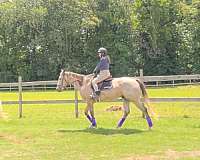 gelding