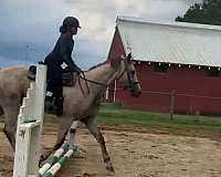 hunter-gelding