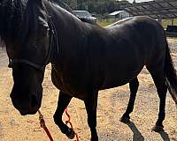 black-small-white-spot-on-forehead-horse