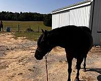 small-white-spot-on-forehead-horse