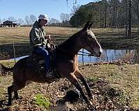 gold-body-with-flaxen-mane-tail-horse