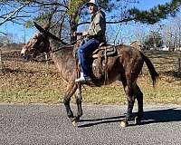 palomino-gold-body-with-flaxen-mane-tail-horse