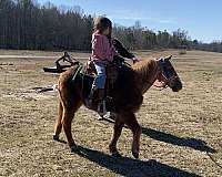 gold-body-with-flaxen-mane-tail-horse