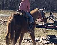 palomino-gold-body-with-flaxen-mane-tail-horse