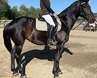 brown-dressage-hunter-horse