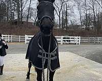 dressage-hunter-dutch-warmblood-horse