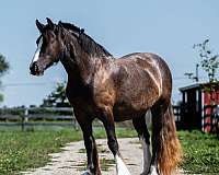 age-gypsy-vanner-pony