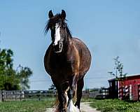 anything-gypsy-vanner-pony