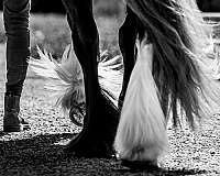 attention-gypsy-vanner-pony