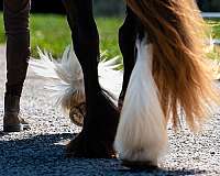 blagdon-gypsy-vanner-pony