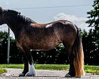 bob-gypsy-vanner-pony