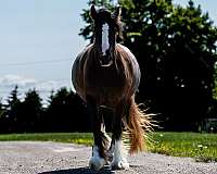 class-gypsy-vanner-pony