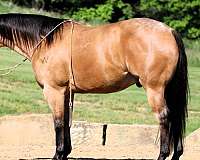 athletic-quarter-horse