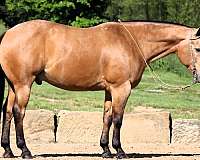 beginner-quarter-horse