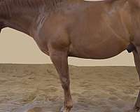 horsemanship-quarter-horse