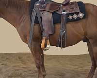 ranch-work-quarter-horse