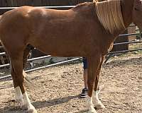 athletic-quarter-horse