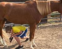 movie-gelding