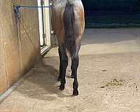 bay-roan-quarter-horse