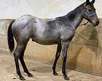 bay-quarter-horse