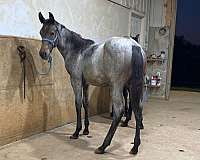 bay-roan-quarter-horse