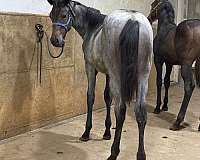 female-quarter-horse