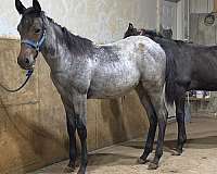 filly-quarter-horse