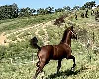 bay-overo-partial-coronet-horse