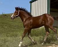 bay-overo-belly-stripe-spot-on-side-horse