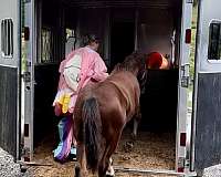 copper-friesian-horse