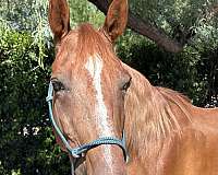 scout-tennessee-walking-horse