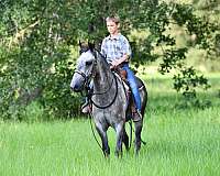 grey-pony-gelding