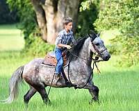 grey-dappled-pony