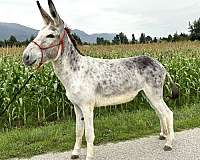 grey-therapy-donkey