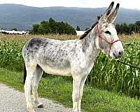 grey-trail-donkey