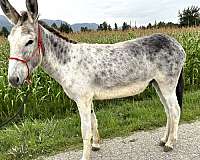 mammoth-donkey