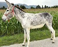 grey-trail-riding-donkey