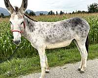 gelding-donkey