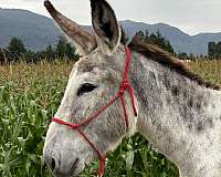 all-around-donkey