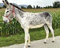 companion-donkey