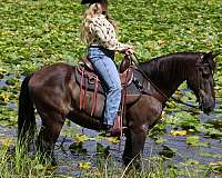 family-morgan-horse