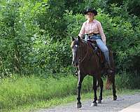 trail-morgan-horse