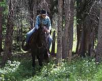 husband-safe-morgan-horse