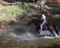 ranch-morgan-horse