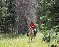 tobiano-see-pics-horse