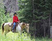 flashy-spotted-saddle-horse