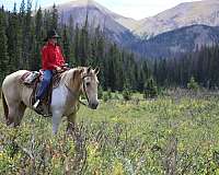 family-spotted-saddle-horse