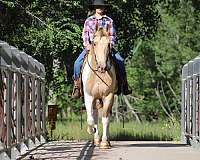 trail-spotted-saddle-horse