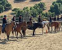 chestnut-freeze-branded-on-right-thigh-horse